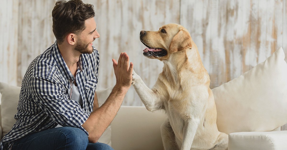 PET CARE